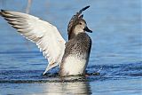 Gadwall